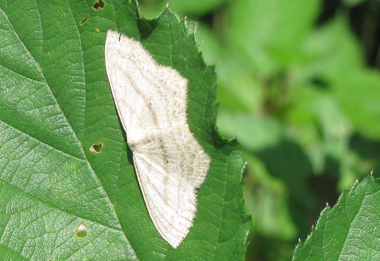 Scopula nigropunctata? S